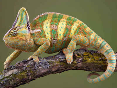small chameleon